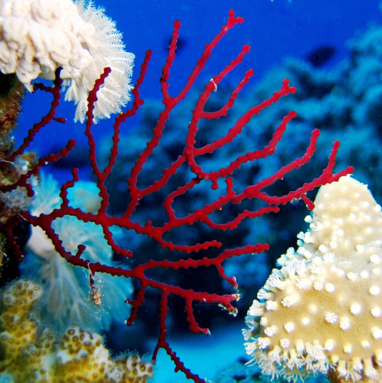 Горгонариевый мягкий коралл.