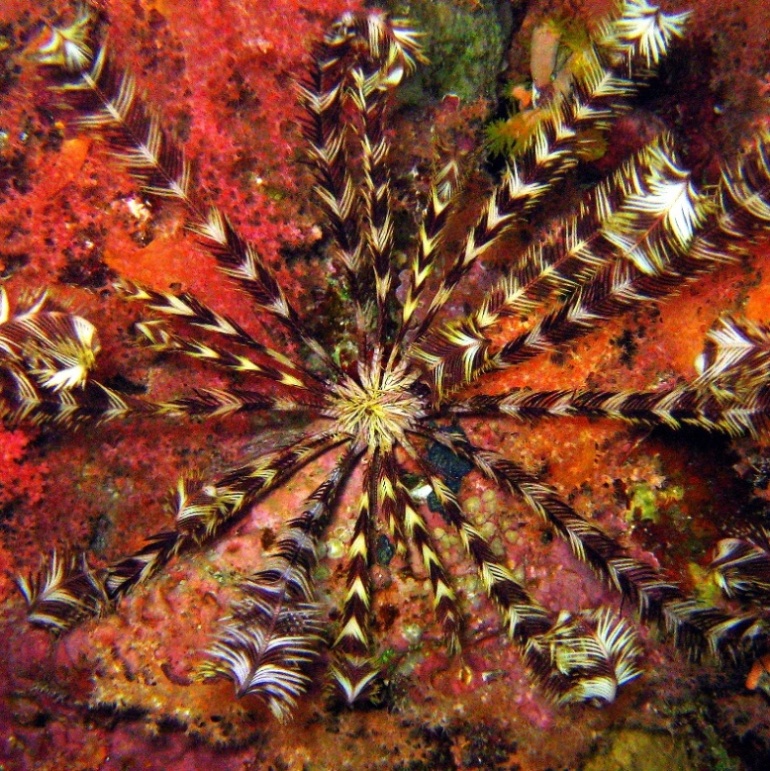 Морская лилия. Морская лилия.