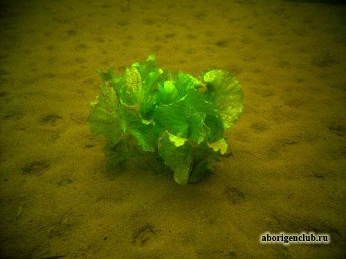 Нырялка на острове Ю.Олений Нырялка на острове Ю.Олений