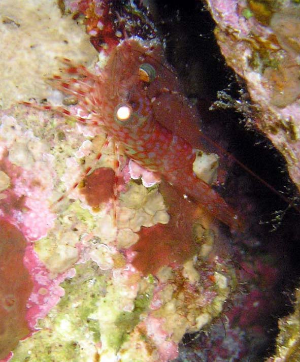 А эту креветку я разглядела уже только на снимке... А эту креветку я разглядела уже только на снимке...