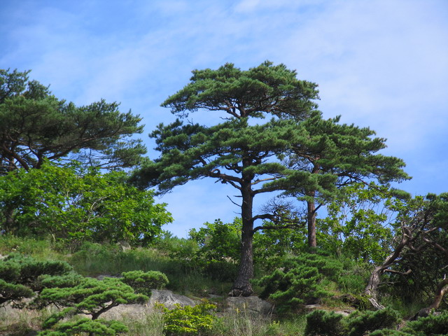 Дальний восток Дальний восток