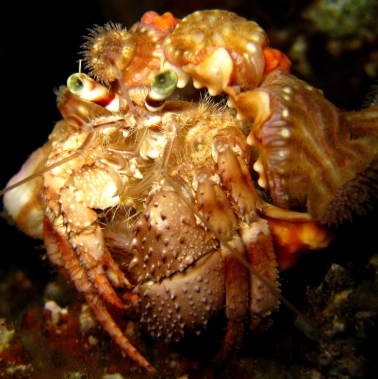 Рак-отшельник. Рак-отшельник.