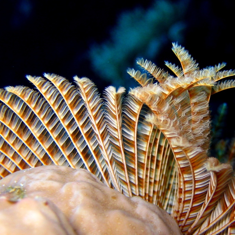 Индийский трубчатый червь. Индийский трубчатый червь.