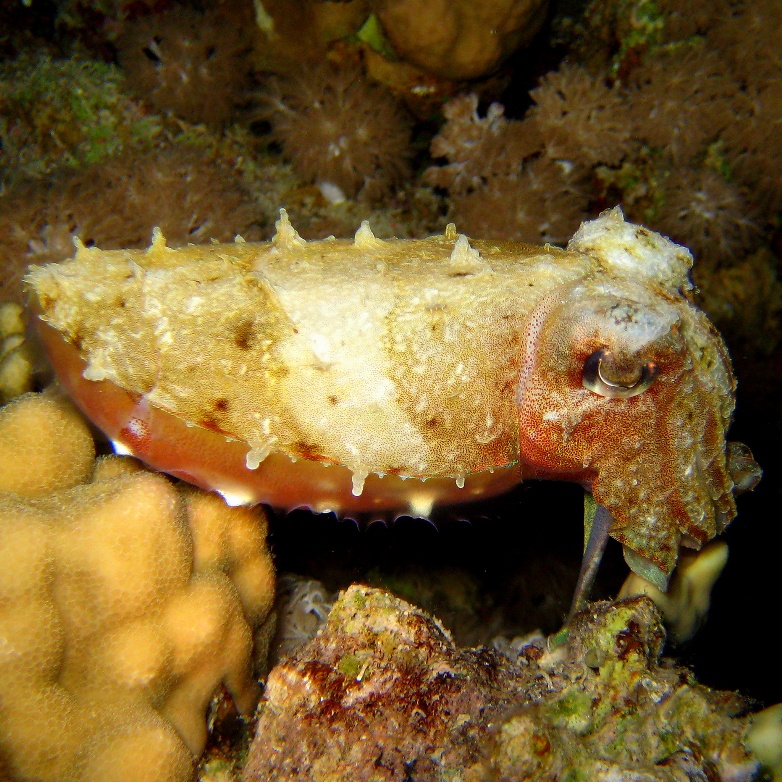 Каракатица. Каракатица.