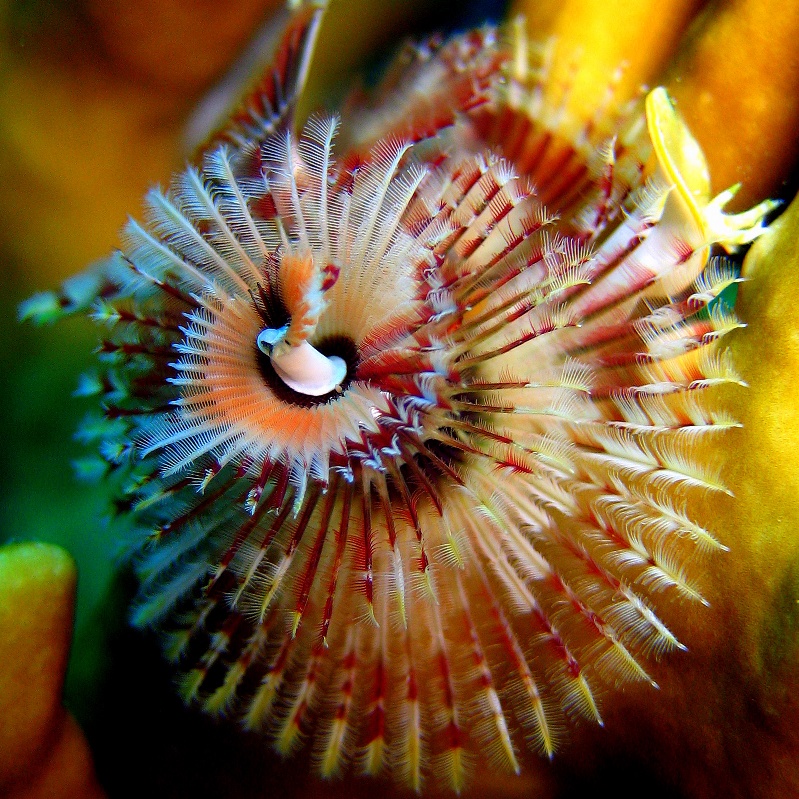 Морской трубчатый червь. Морской трубчатый червь.