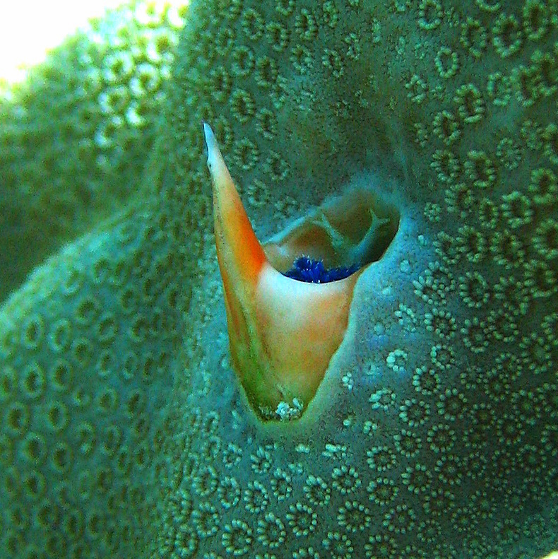 "Домик" трубчатого червя. "Домик" трубчатого червя.