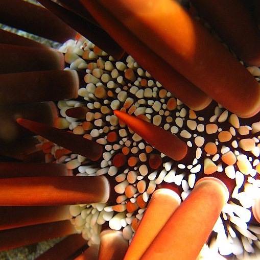 Морской ёж. Морской ёж.