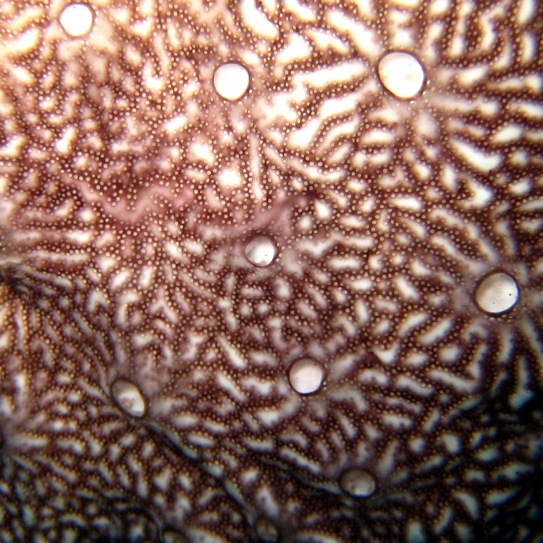 Колониальные асцидии.