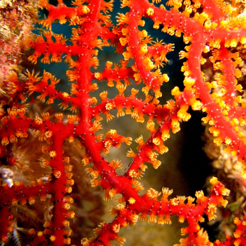 Горгонария.