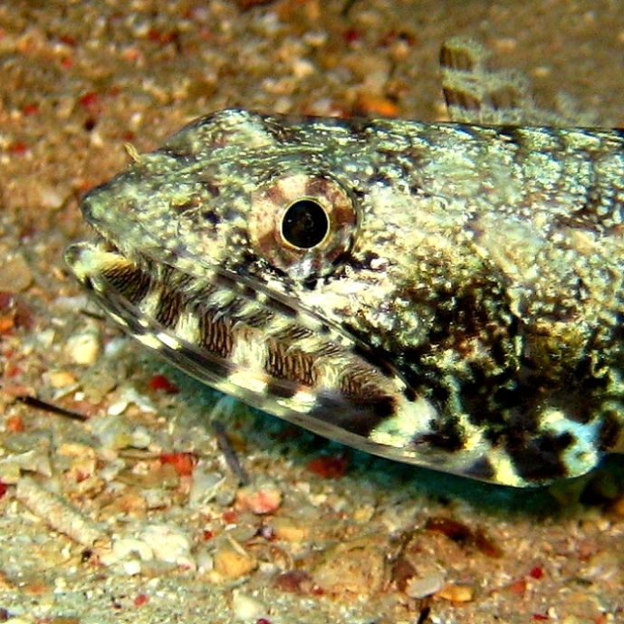 Ящероголов. Ящероголов.