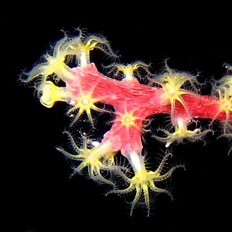 Горгонария.