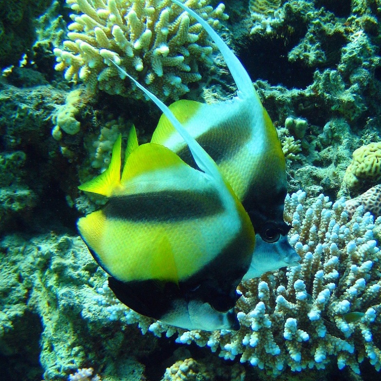 Рыбы-бабочки. Рыбы-бабочки.