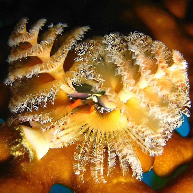 Морской трубчатый червь.