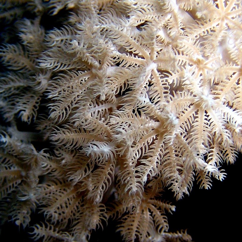 Мягкий коралл Ксения. Мягкий коралл Ксения.