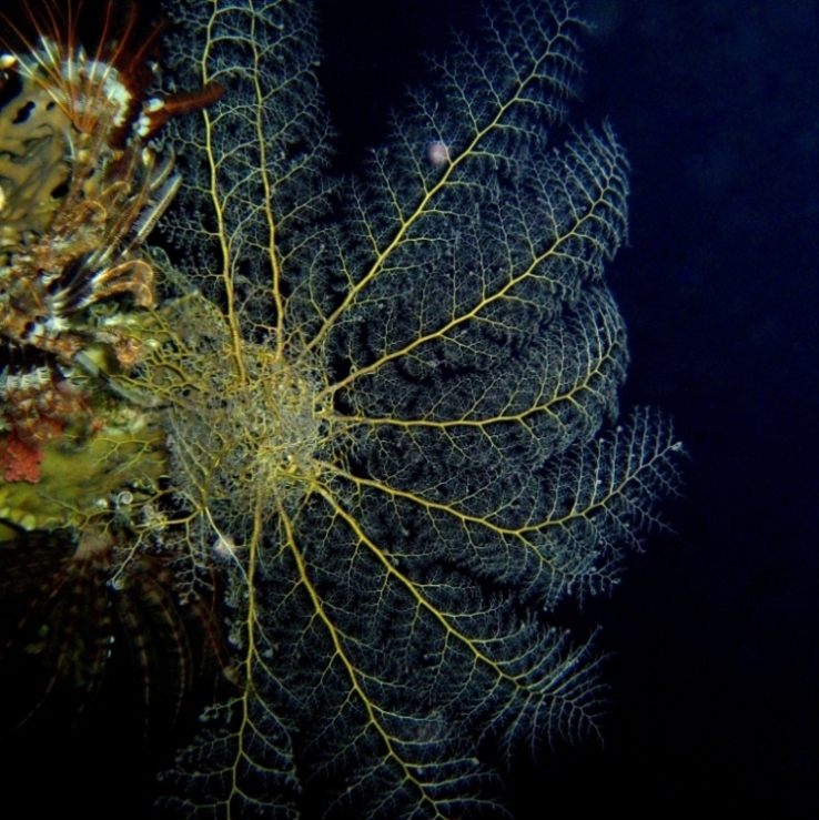 Офиура Горгоноцефал.