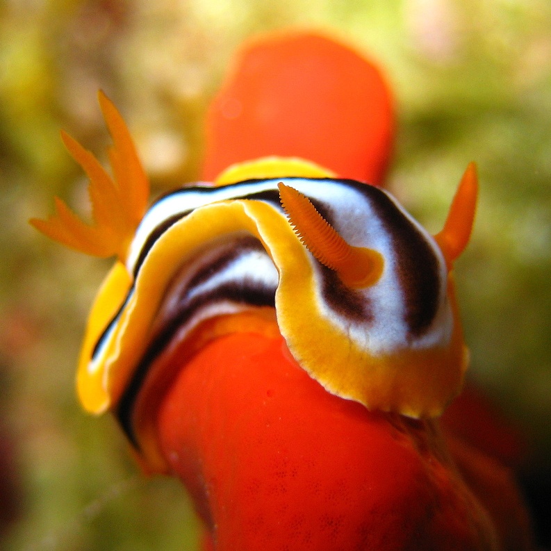 Голожаберный моллюск. Голожаберный моллюск.