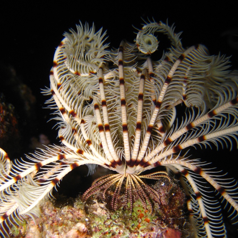 Морская лилия. Морская лилия.