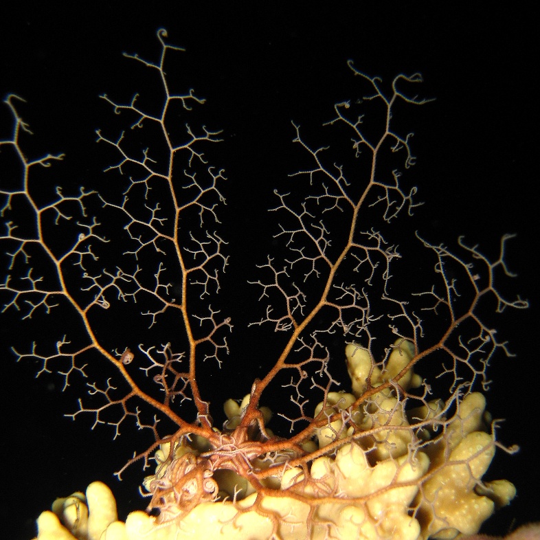 Молодая офиура Горгоноцефал. Молодая офиура Горгоноцефал.