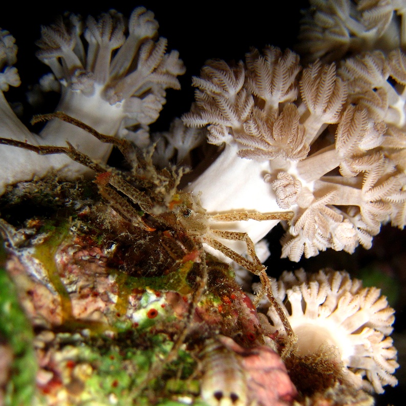 Краб-паук. Краб-паук.