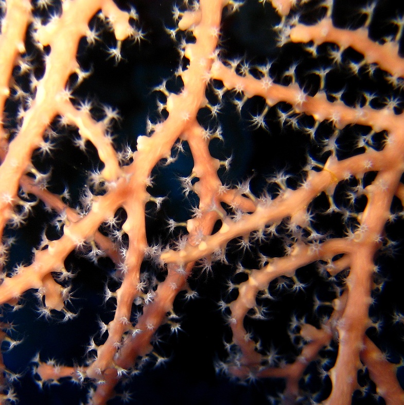 Горгонариевый мягкий коралл. Горгонариевый мягкий коралл.