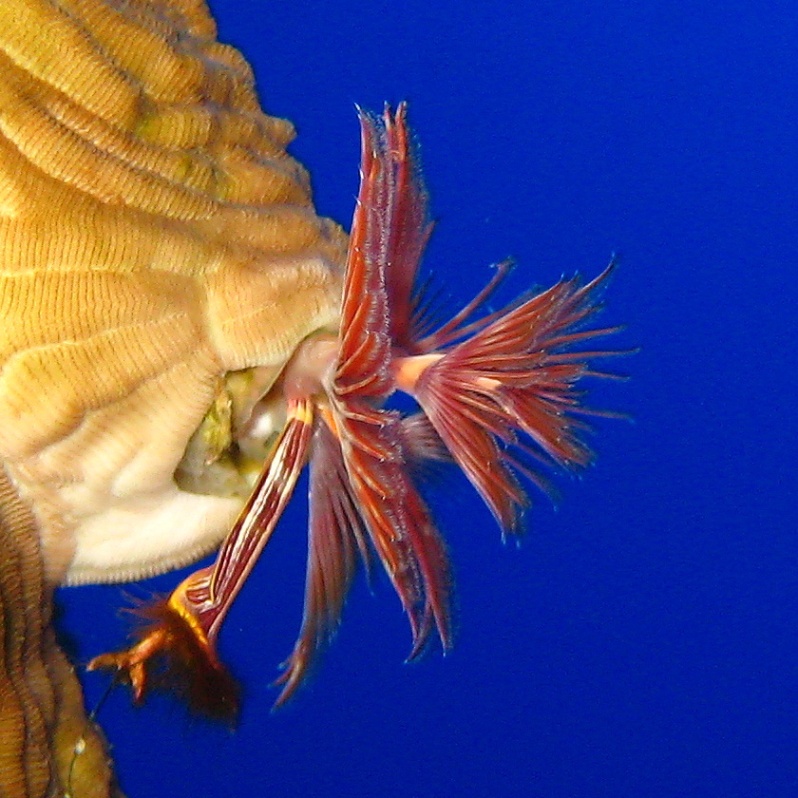 Морской трубчатый червь. Морской трубчатый червь.