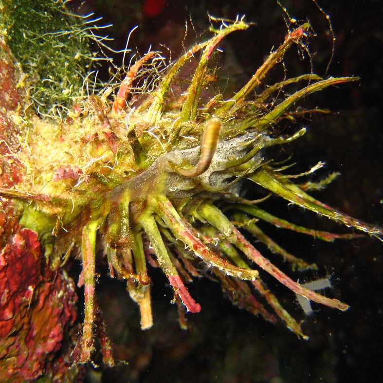 Рогатая устрица. Рогатая устрица.