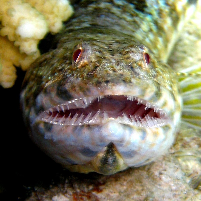 Ящероголов. Ящероголов.