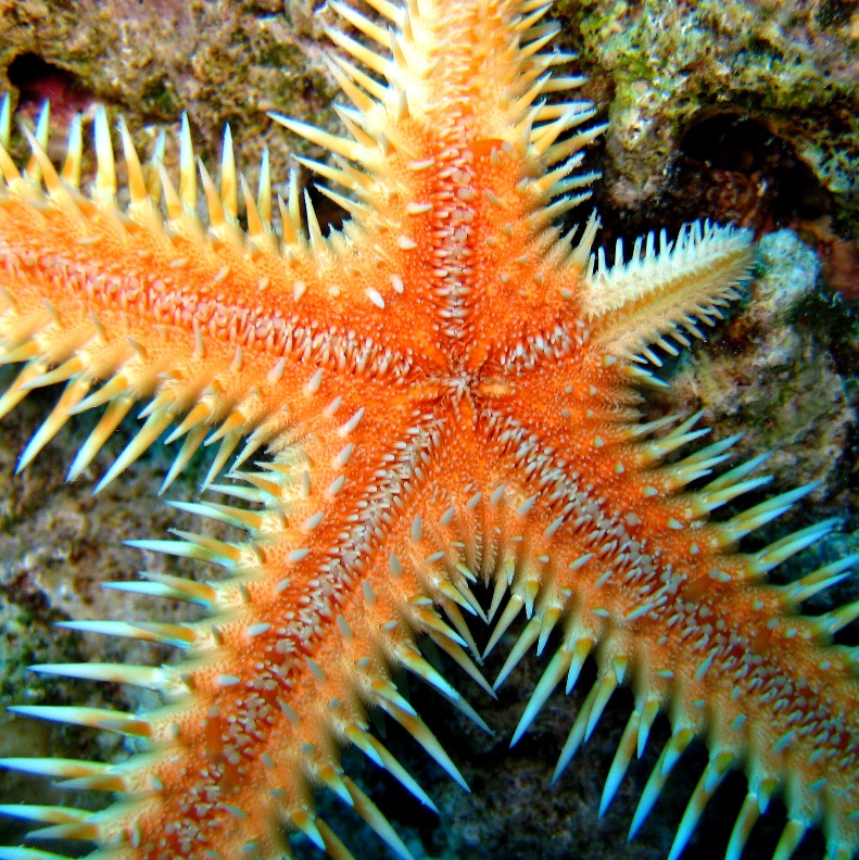 Морская звезда. Морская звезда.