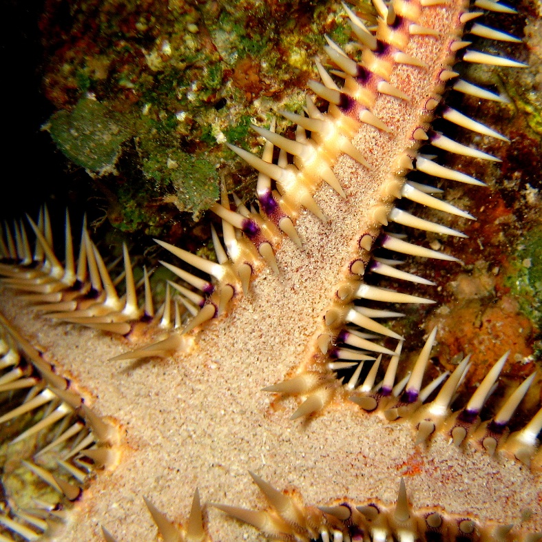 Морская звезда. Морская звезда.
