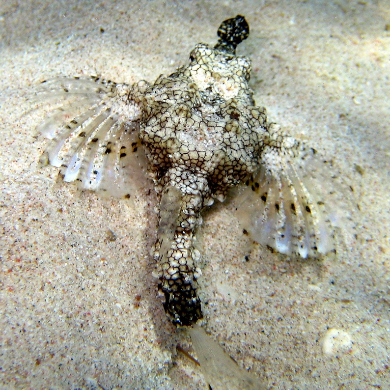 Дракончик. Дракончик.