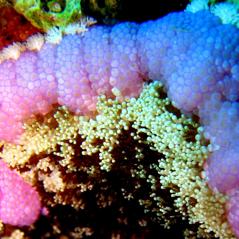 Липкая актиния. Липкая актиния.