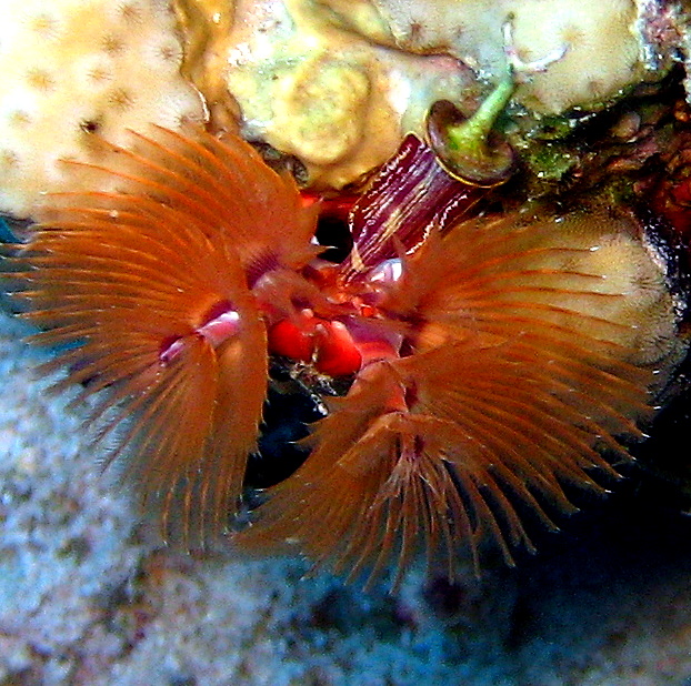 Морской трубчатый червь. Морской трубчатый червь.