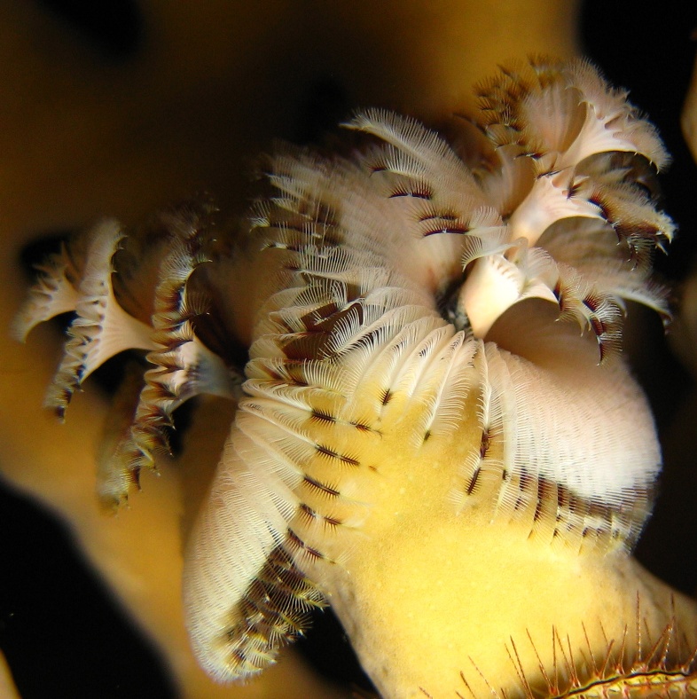 Морской трубчатый червь. Морской трубчатый червь.