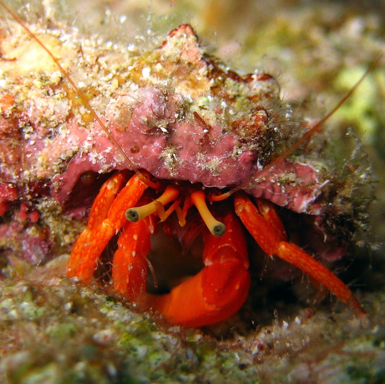 Рак-отшельник. Рак-отшельник.