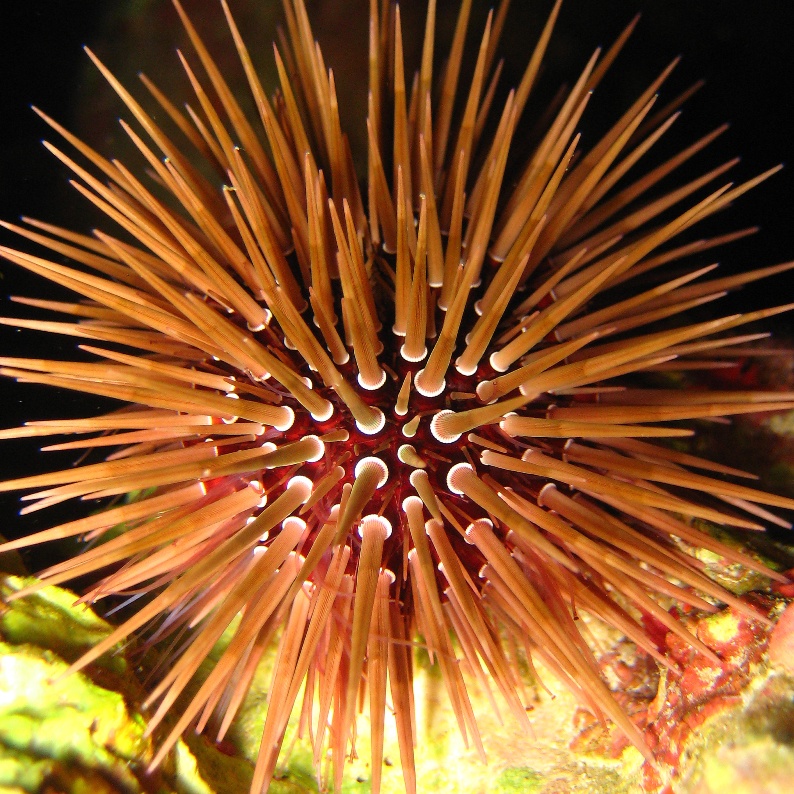 Морской ёж. Морской ёж.