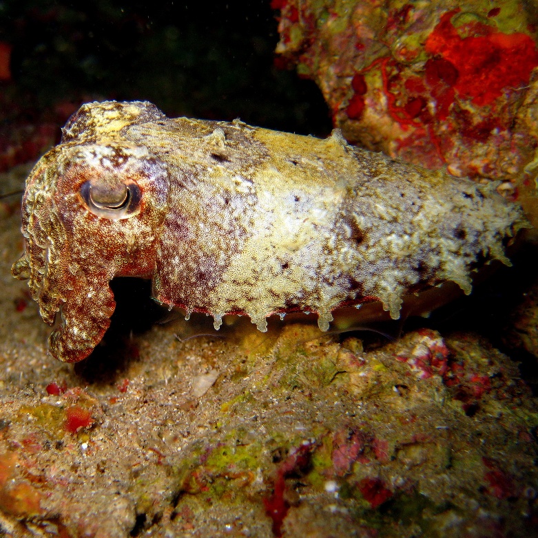 Каракатица. Каракатица.