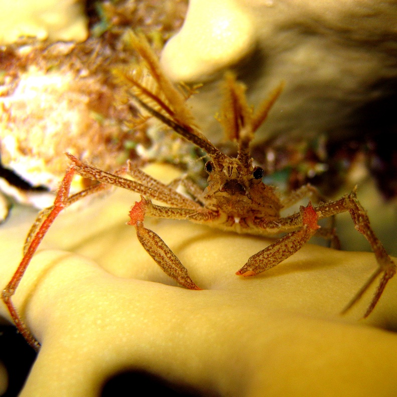 Краб-паук. Краб-паук.
