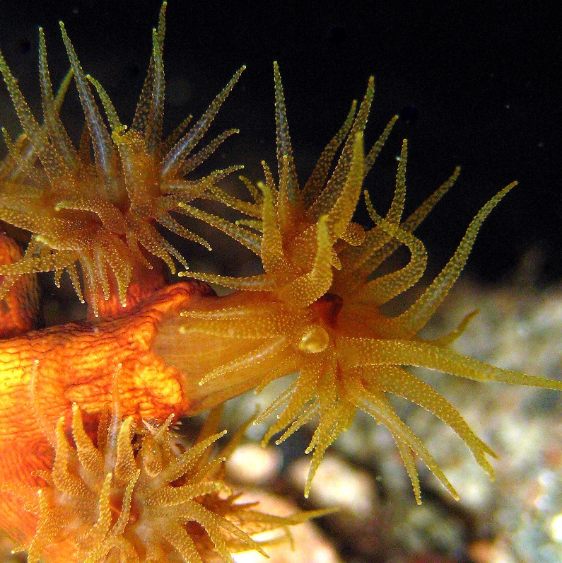 Чёрный Солнечный коралл. Чёрный Солнечный коралл.