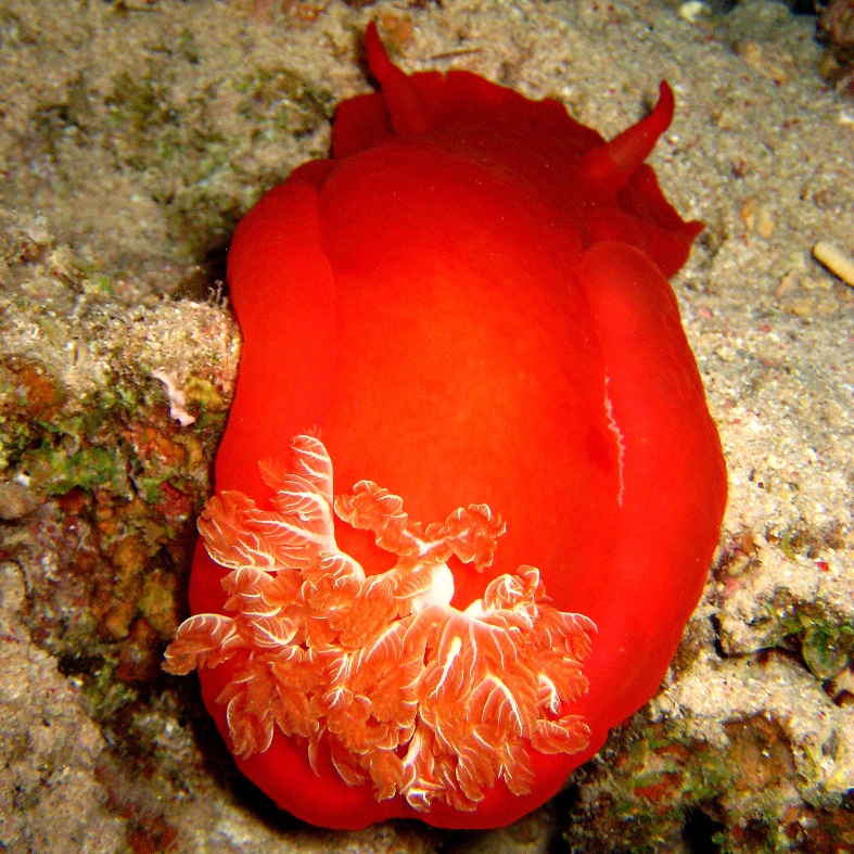 Испанский танцор. Испанский танцор.