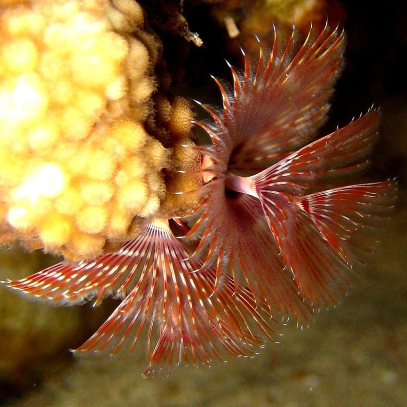 Морской трубчатый червь. Морской трубчатый червь.