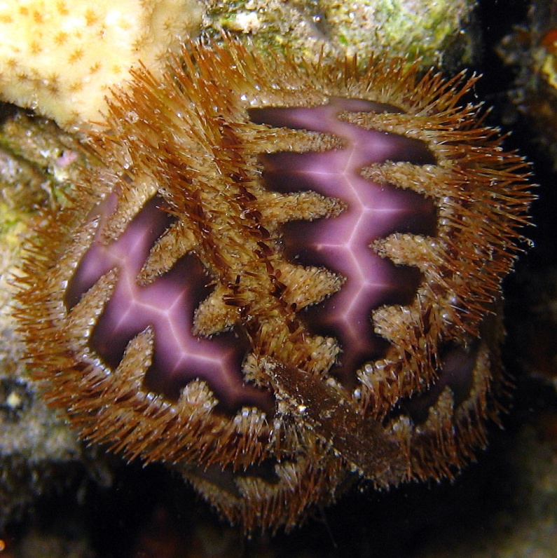 Морской ёж. Морской ёж.