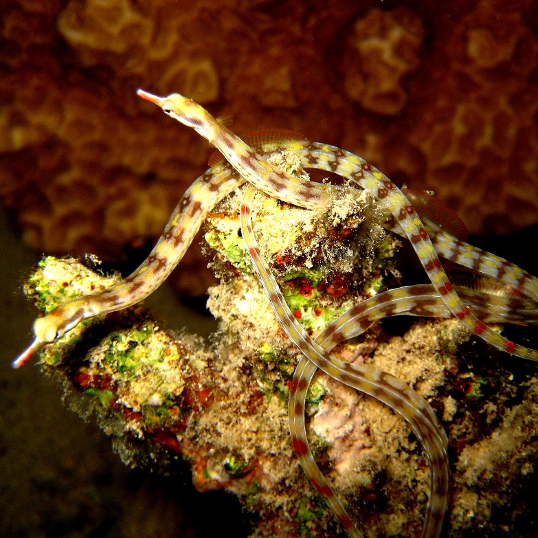 Рыбы-иглы. Рыбы-иглы.