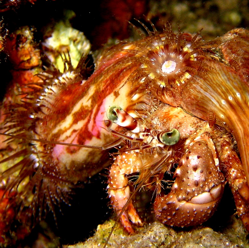 Анемоновый рак-отшельник. Анемоновый рак-отшельник.