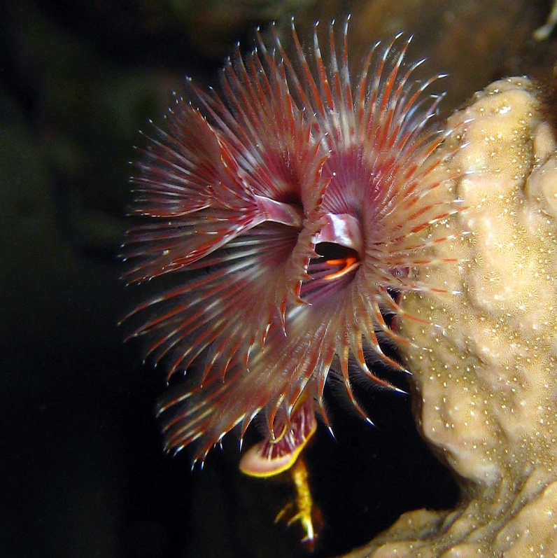 Трубчатый червь. Трубчатый червь.