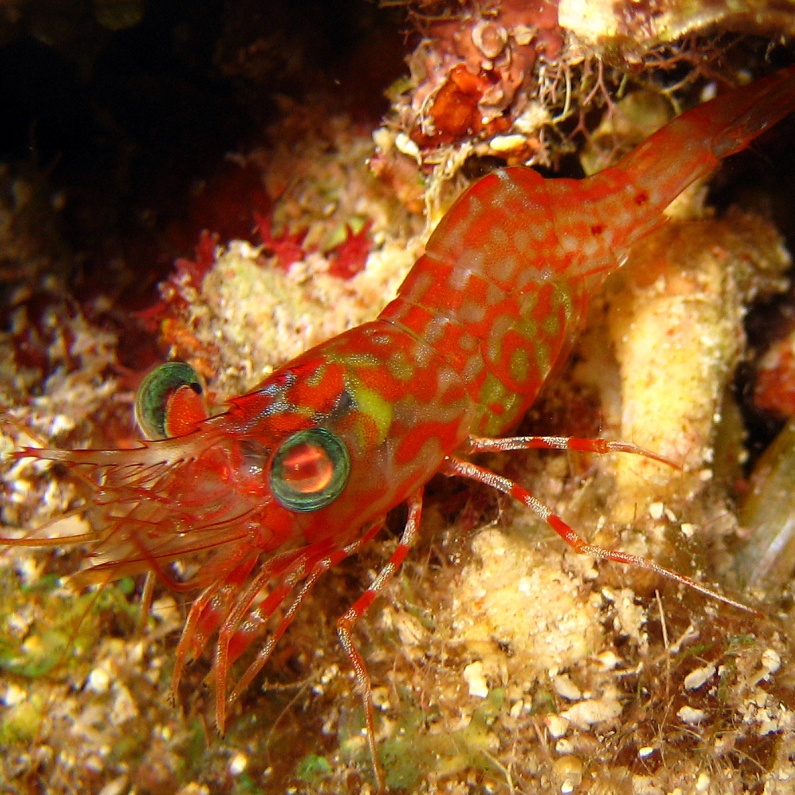 Танцующая Зеленоглазая Креветка. Танцующая Зеленоглазая Креветка.