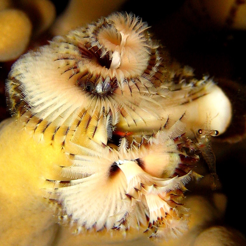 Трубчатый червь. Трубчатый червь.