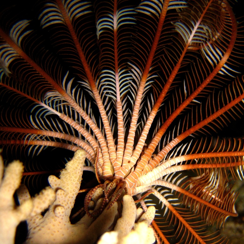 Морская лилия. Морская лилия.