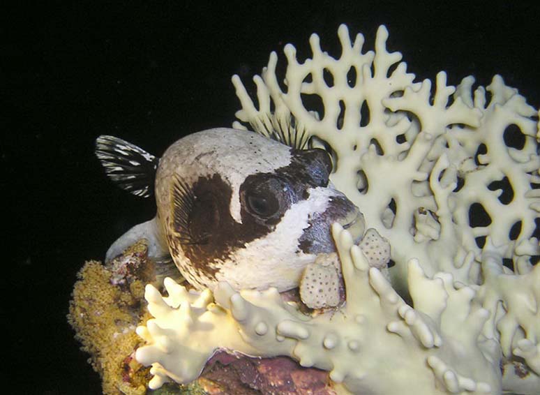 Ночь... и тишина... Ночь... и тишина...