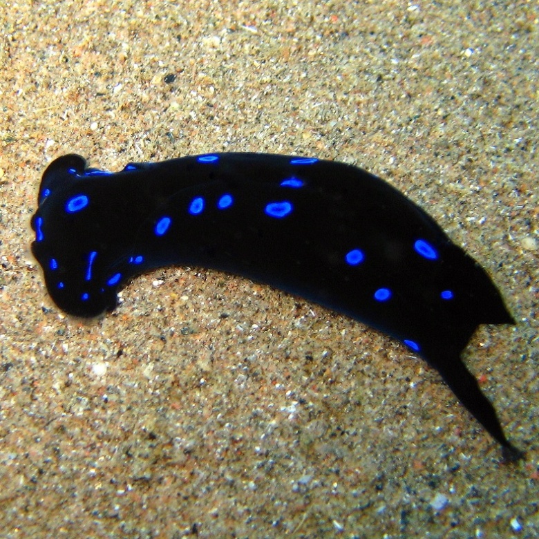 Голожаберник. Голожаберник.