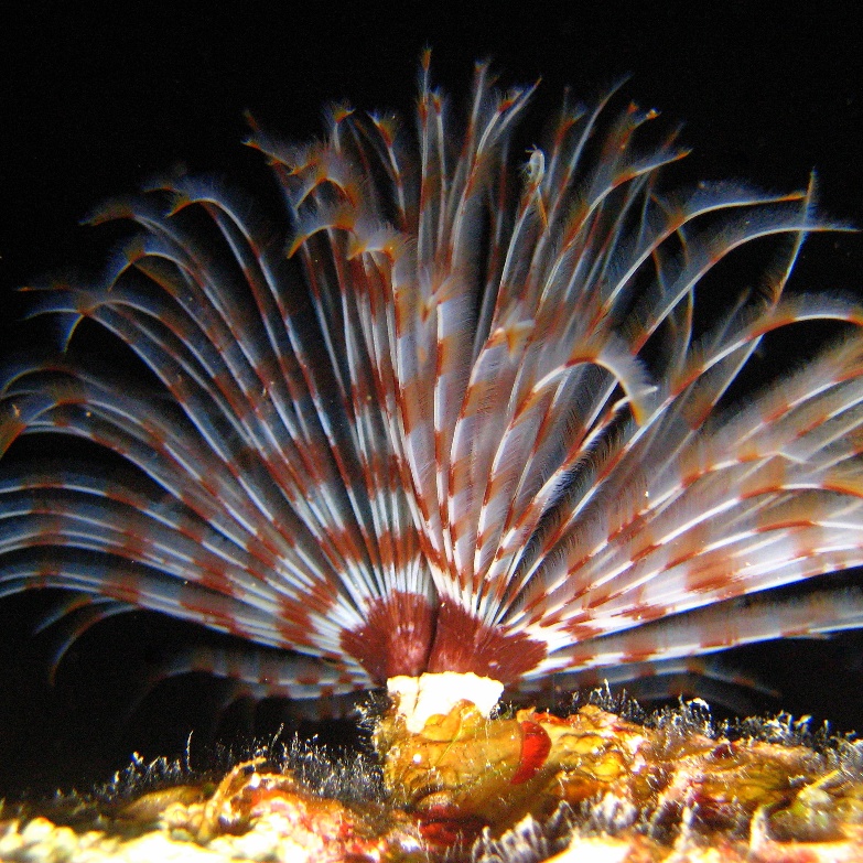 Индийский трубчатый червь. Индийский трубчатый червь.